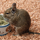 A degu. Stanhua/Flickr